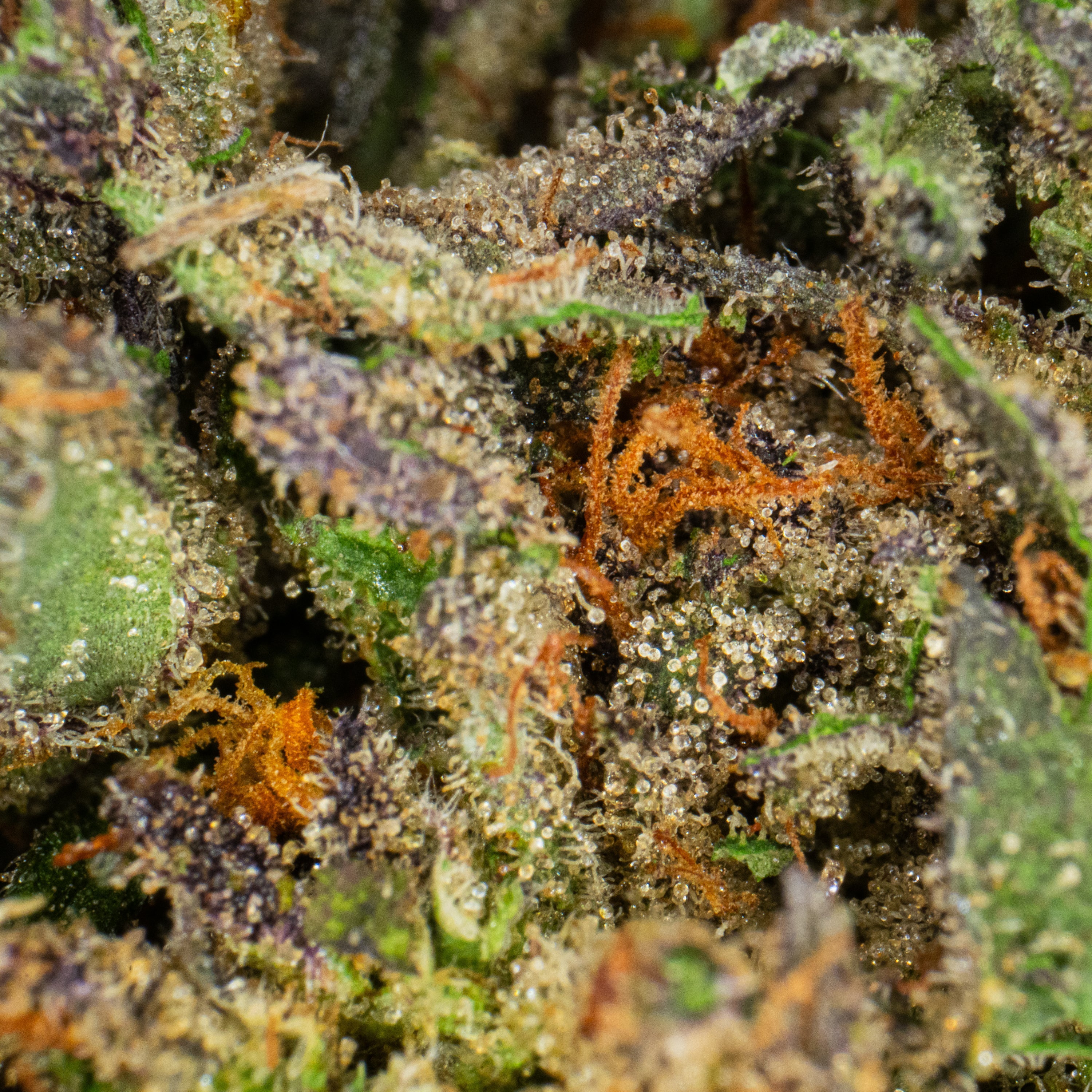 Cosmic Cookie (CBD)