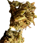 Ripkitty Super Sour Lifter HHC Hemp Flower