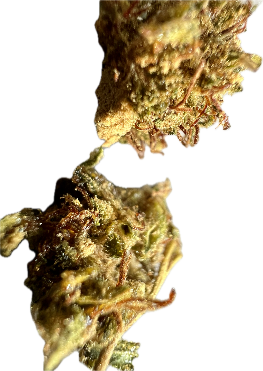 Ripkitty Super Sour Lifter HHC Hemp Flower