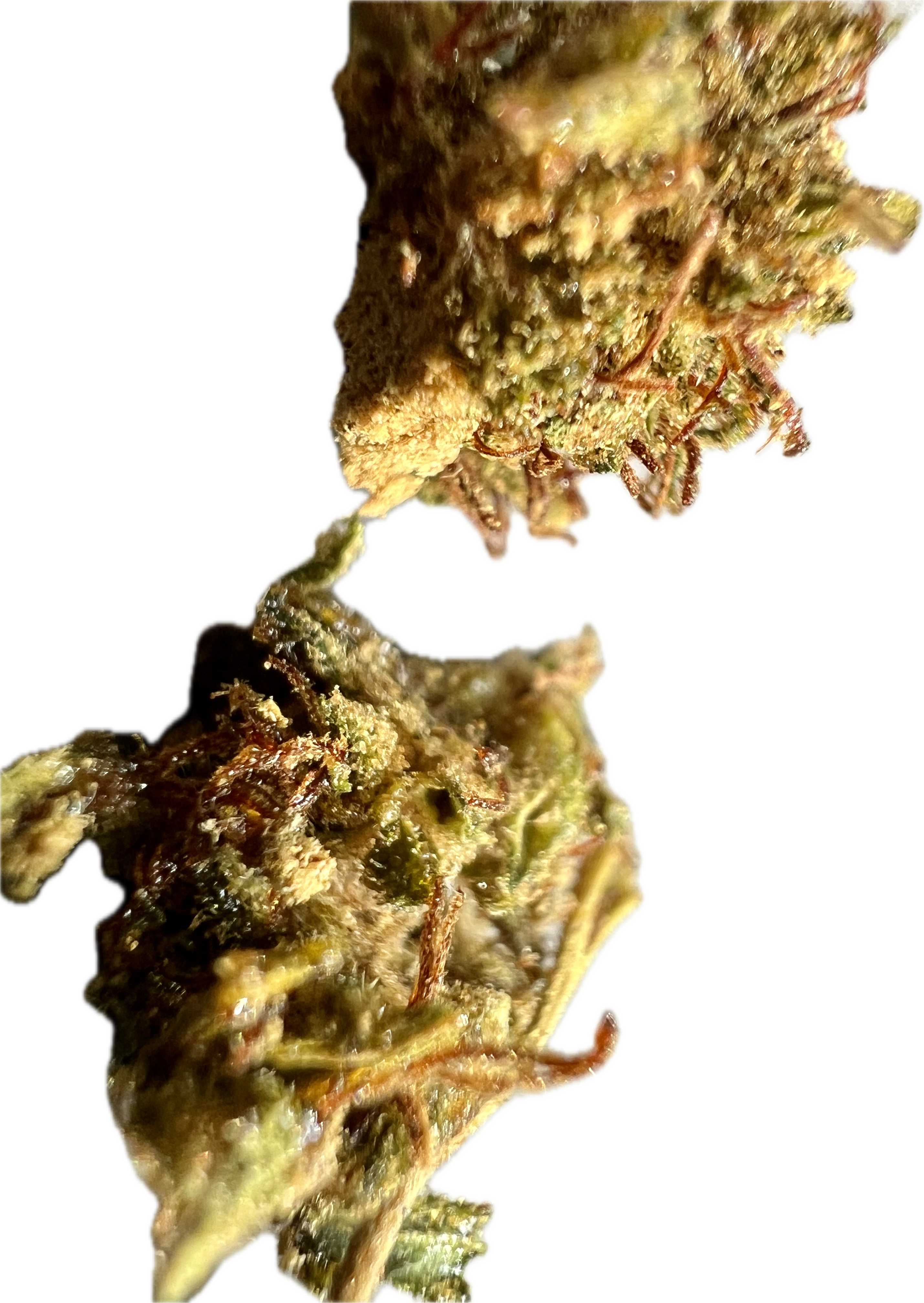 Ripkitty Super Sour Lifter HHC Hemp Flower