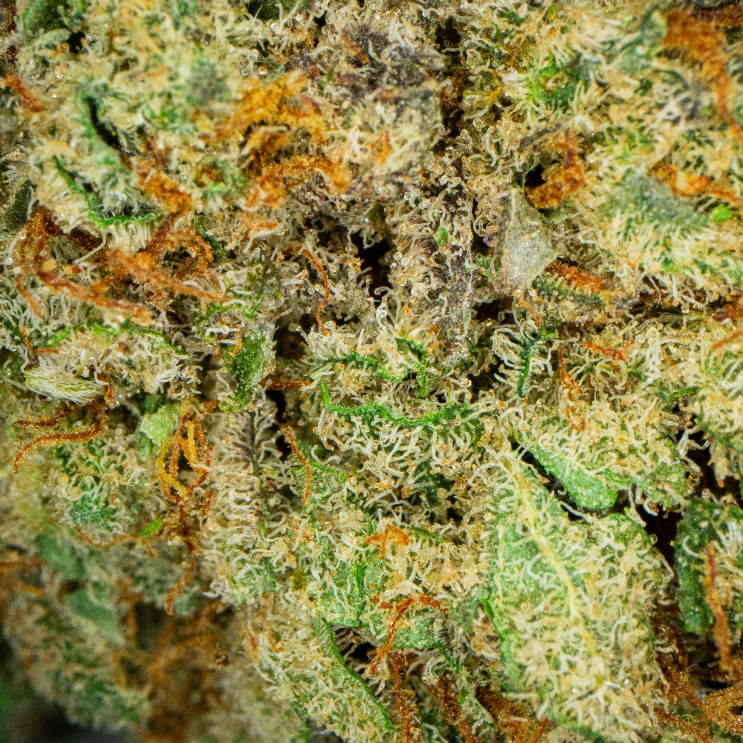 Emarald Herb Lifter (CBD) Flower